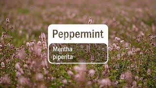 doTERRA Peppermint Essential Oil (Translated Subtitles)