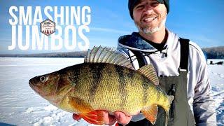 SMASHING Jumbo Perch (Ice Fishing)