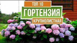 ТОП 10 СОРТОВ  ️ Гортензия крупнолистная  Лучшие сорта для средней полосы