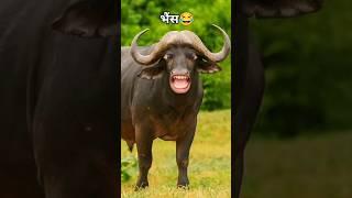 Funny Buffalo | Animal Comedy | #animalcomedy #shorts