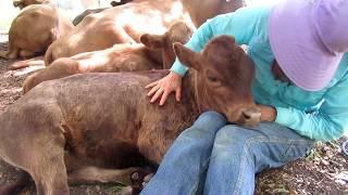 An Introduction to Dexter Cattle