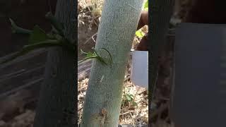 New technique for grafting short term #satisfying #grafting #fruittree #graft #finger #faceted