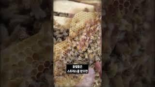양봉업자가 꼭 짜야되는 여드름?