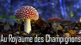 Au royaume des champignons