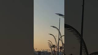 Palm leaves street light at Corniche #shorts #palm #light #leaves #youtubeshorts