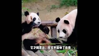 辉宝真的是个小熊精它把爱宝惹生气后又变着法的哄爱宝跟福宝一样爱宝辉宝睿宝福宝来这吸熊猫一方水土养一方熊猫