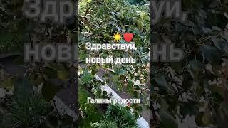 Новый день - это жизни  подарок Пусть будет в нем  счастье ️