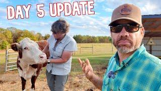 Is Our New Cow Loving or Hating the Farm? 5-Day Update!