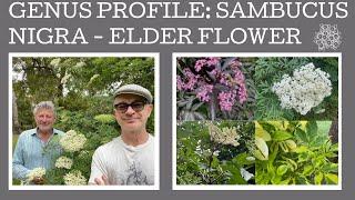 Sambucus genus profile: A close look at 8 Elderflower varieties.