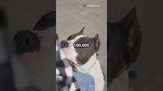 10 Mind Blowing Facts About Dogs  #dog #dogs #dogshorts #facts #animals #dogsofyoutube