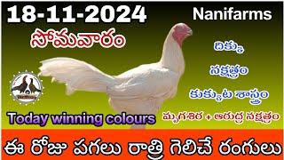 18 November 2024 Today winning colour's kukkutasastram #nanifarms #colorupdate#telugu #monday #nani