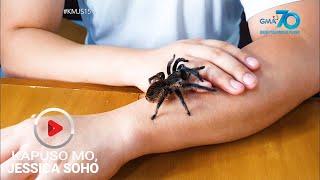 Kapuso Mo, Jessica Soho: Nakakatarantang tarantula