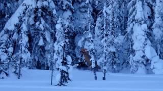 Snowmobiling T-Rex