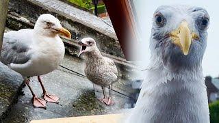 My Pet Seagull Had Babies and It Ruined His Life...