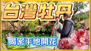 【台灣牡丹花】真的太興奮了!!!~~熱帶國家台灣，也可以看到牡丹花盛開啦。台灣平地種植難度超級高，但【花露農場】陳基能大哥辦到啦。我是愛種花的伊恩，這是一個分享種植物的小頻道，讓我們一起變綠手指吧。