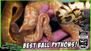 BEST BALL PYTHONS AT SCHAUMBURG NARBC!