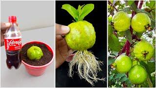 Best skill to grow guava tree from fruit at home || Best & easy way to gardening