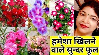 साल भर फूल देने वाले पौधे | always flowering plants. Hardy plants.kaner. vinika . morning glory.pla