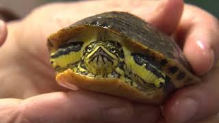 Eastern Chicken Turtle