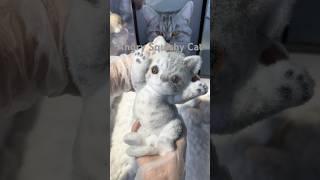 Angry kitty and cute squishy cat #cat #diy #cute #squishy #asmr