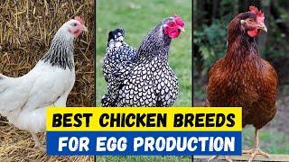 Top 10 Chicken Breeds For Egg Production | Best Chicken Breeds For egg