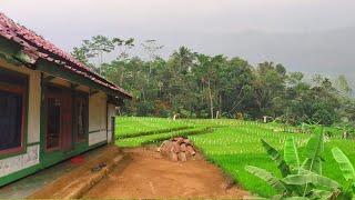 Indah Alam Desaku, Stres pasti Minggat Melihat Indahnya Hamparan Sawah, Adem | Pedesaan Jawa Barat