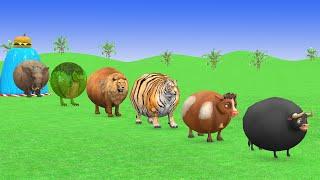 Long Slide Game With Elephant Gorilla Buffalo Hippopotamus Tiger 3d Animal Game Funny 3d Animals