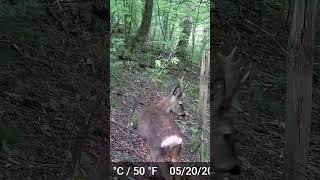 Roe buck Derbyshire UK #nature #deer #buckdeer #wildlife #roedeer #fypシ #animals #bucks #trailcamera