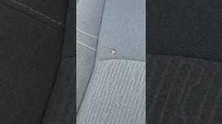 A bee flew in the car-