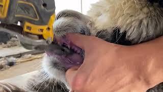 Alpaca Grinding front teeth and flattening male's fighting teeth