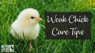 Weak Chick Care Tips