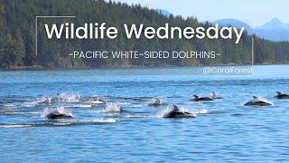 Wildlife Wednesday: Discovering the Playful Pacific White-Sided Dolphins - CoralForest