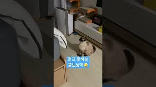 점프를 못하는 쫄보냥이