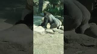 SB Gorilla taking a drink of water