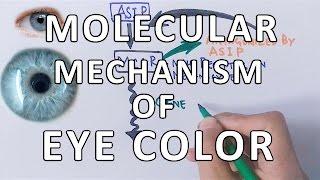 Molecular Genetics of Eye Color