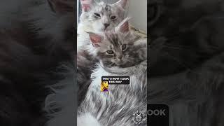 600 Years Old Tiny Maine Coon | Cute Maine Coon Cat #funny