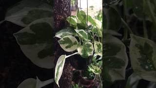 Pothos plant #pothos #rainyday #trending #shorts #nature #relax #youtubeshorts #viral #vlog #plants