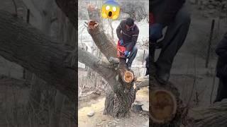 The expert tree cutter cutting a big tree #viral short #trending