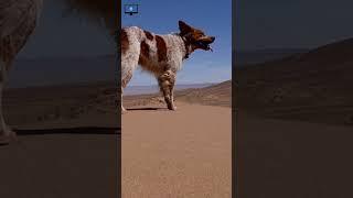 The Sahara Desert: The Largest Hot Desert in the World | Learnify TV