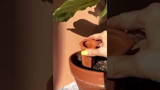 Self-watering spike for automatic watering of plants | Seedor - Plant aesthetic store