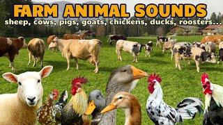 Animal sounds for kids (without any music) cows, sheep, chickens, goats, geese, ducks FARM ANIMALS