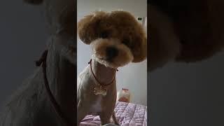 뭘봐요푸들 해피
