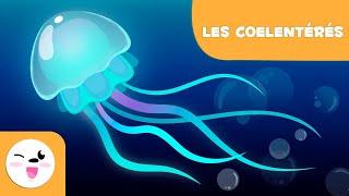 Les coelentérés - Les animaux invertébrés - Sciences naturelles pour les enfants