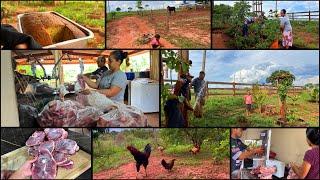 O DIA A DIA DE QUEM VIVE NA ROÇA É ASSIM… TRABALHO MAIS TEM FARTURA  TRANSFORMANDO NOSSO JARDIM…