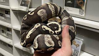 8 NEW Ball Pythons!!!