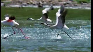 The Great Flamingo Escape | Massive Nature | BBC Earth