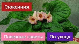 ГЛОКСИНИЯ / РАЗМНОЖЕНИЕ/. Комнатные цветы.