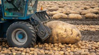 Harvest Thousands Of Tons Of Fruits And Vegetables By This Way | Farming Documentary