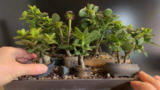 Pruning Small Jade Plant Bonsai and Forests (Crassula Ovata and Crosby Compact Jade)