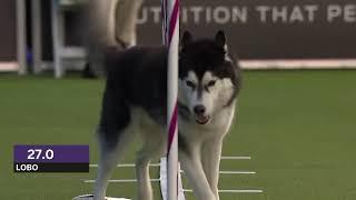 Dogs: husky vs border collie agility